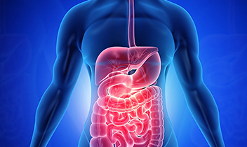 Entegre Dersler – Gastrointestinal Sistem